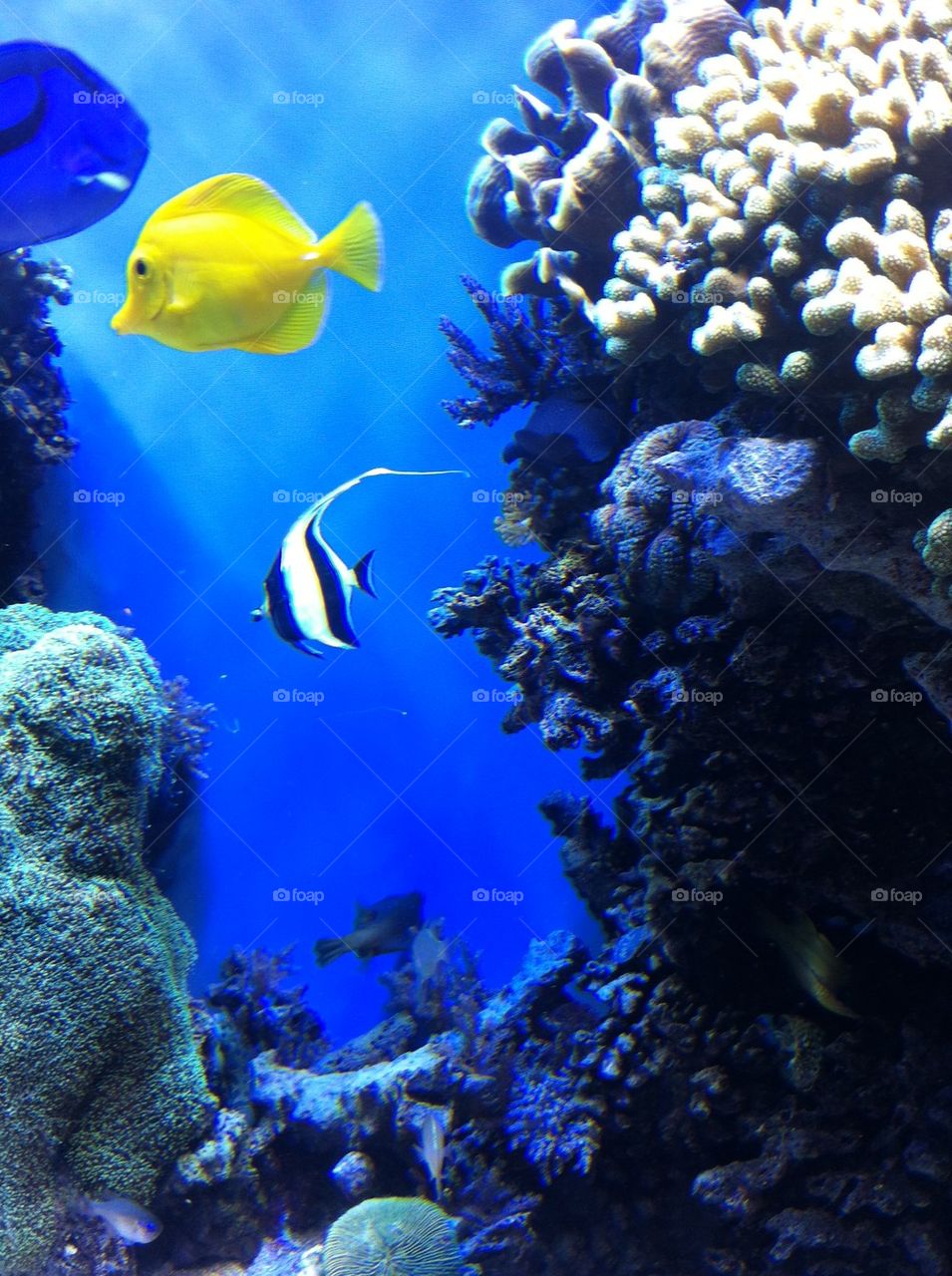 Monterey Fish Aquarium 