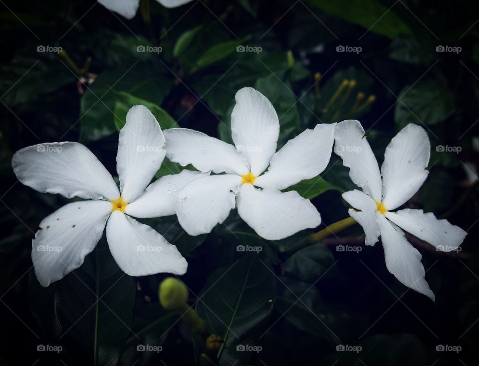 Flower, Frangipani, Nature, Plumeria, No Person