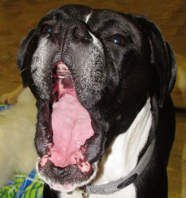 Big Yawn!