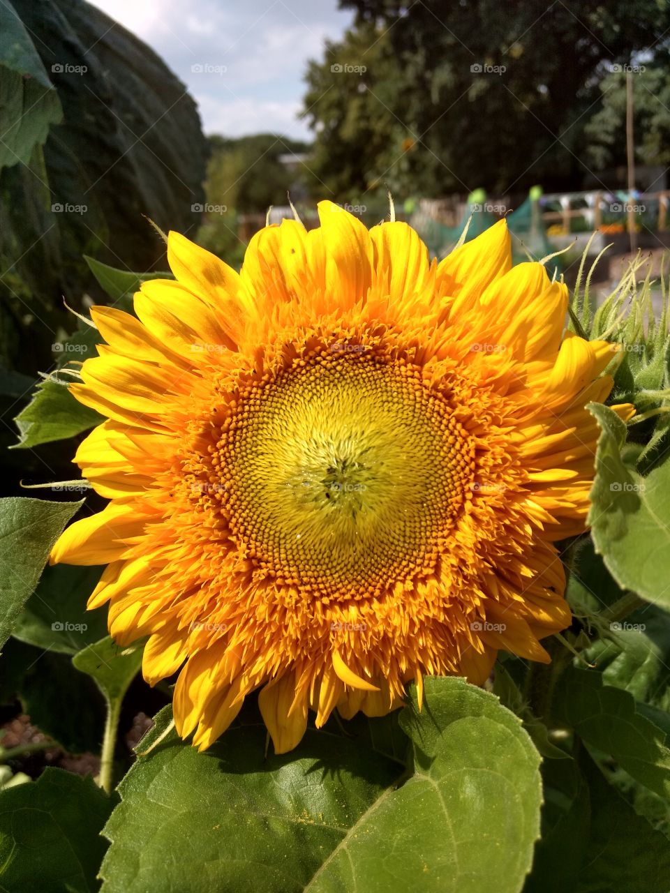 yellow sunflower in sunlight surrounded by sunflower leaves