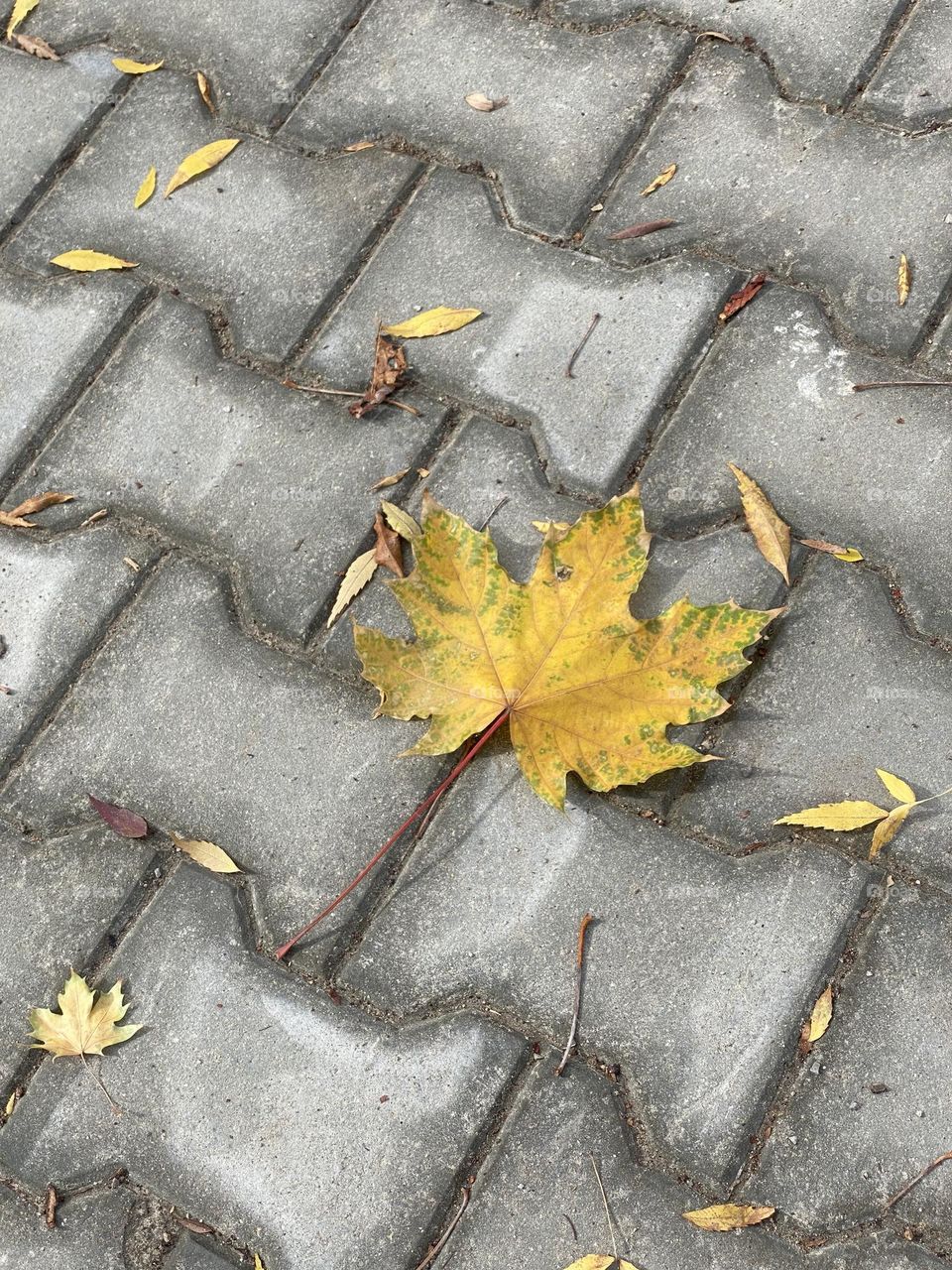 Autumn leaf on the ground 