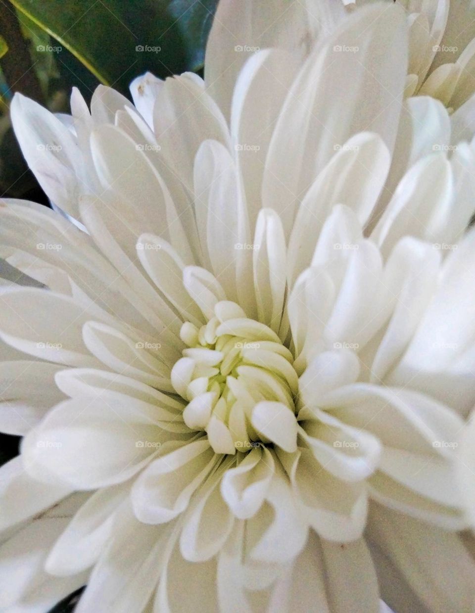 A Dahlia Blizzard Goldenrod Gardens a pretty white flower