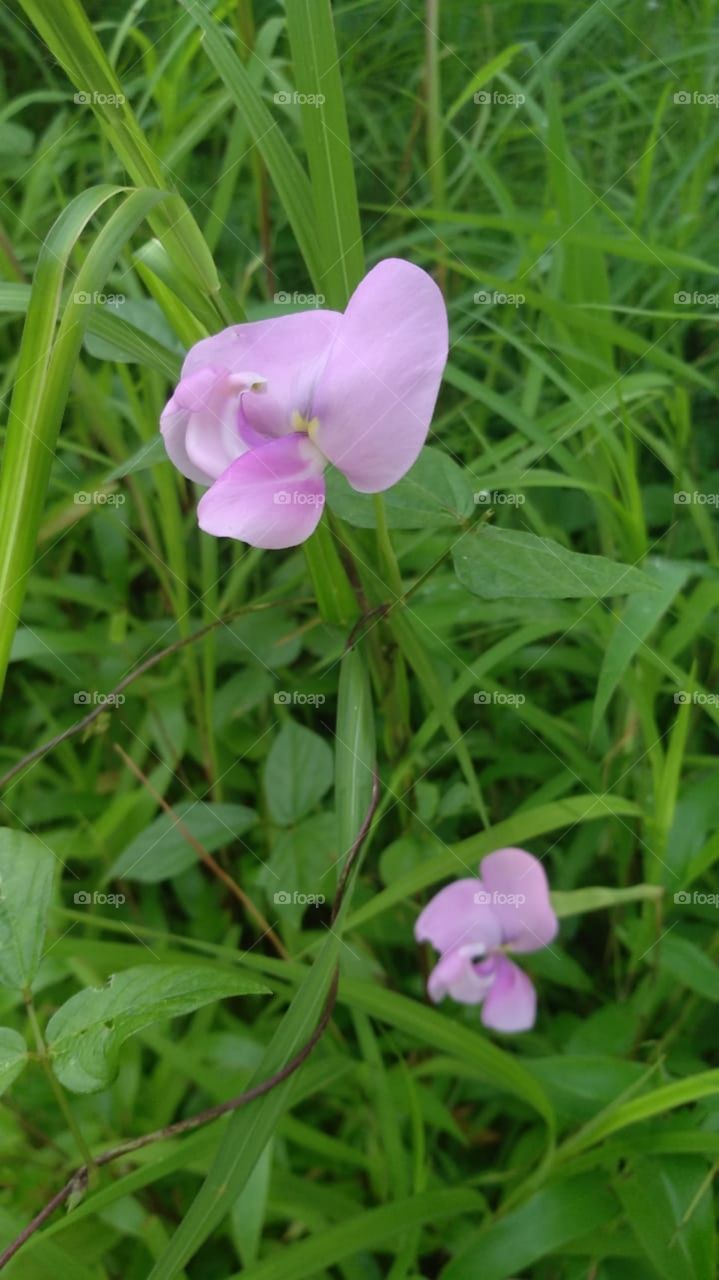 Beautiful Flowers, Portrait of Plant, Nature, Natural Picture