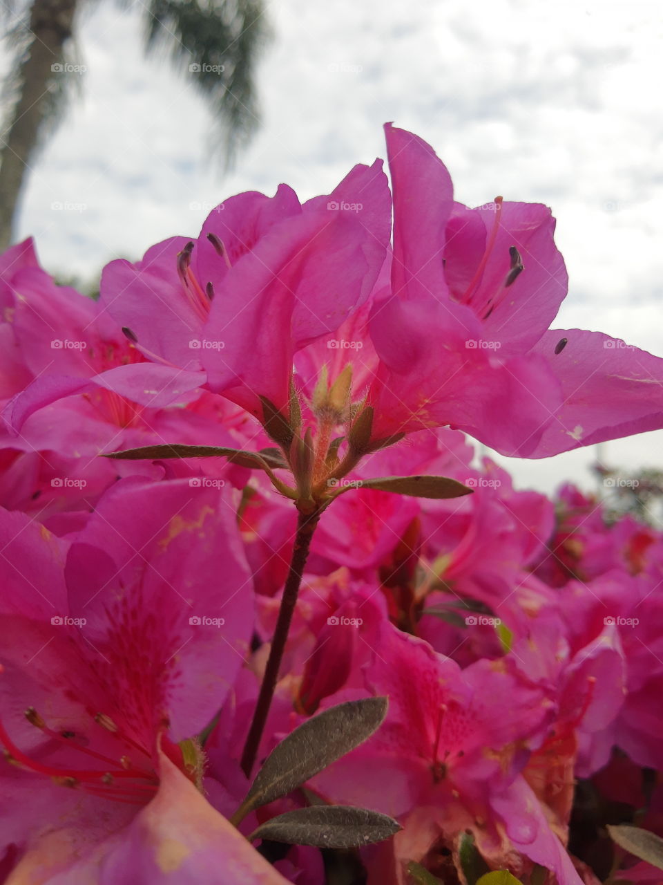 azalea flower
