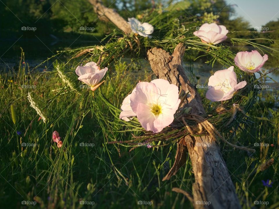 Flower Crown Hanging on a Log by a Lake