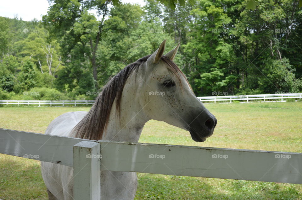 Horse standing on grassy field at farm near a fence