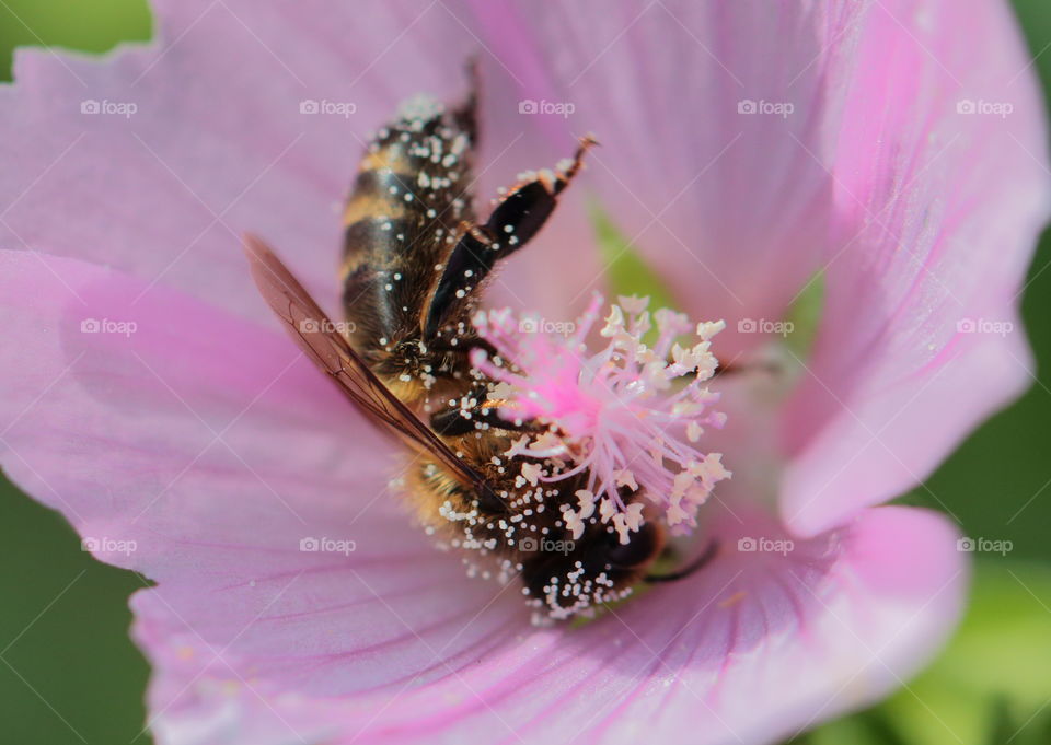 Bee Feeding From Flower