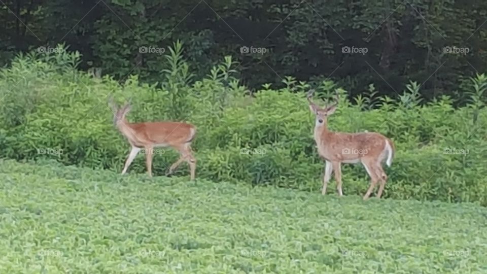 two wild deer in field