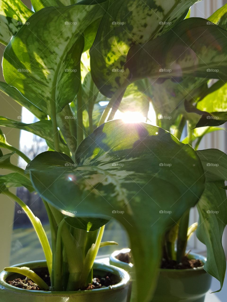 house plants in pots