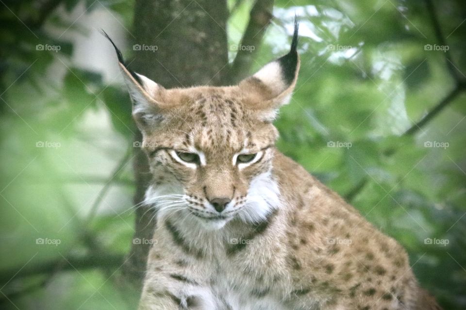 Lynx