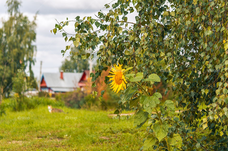Girasol, sunflower in the village, rural landscape