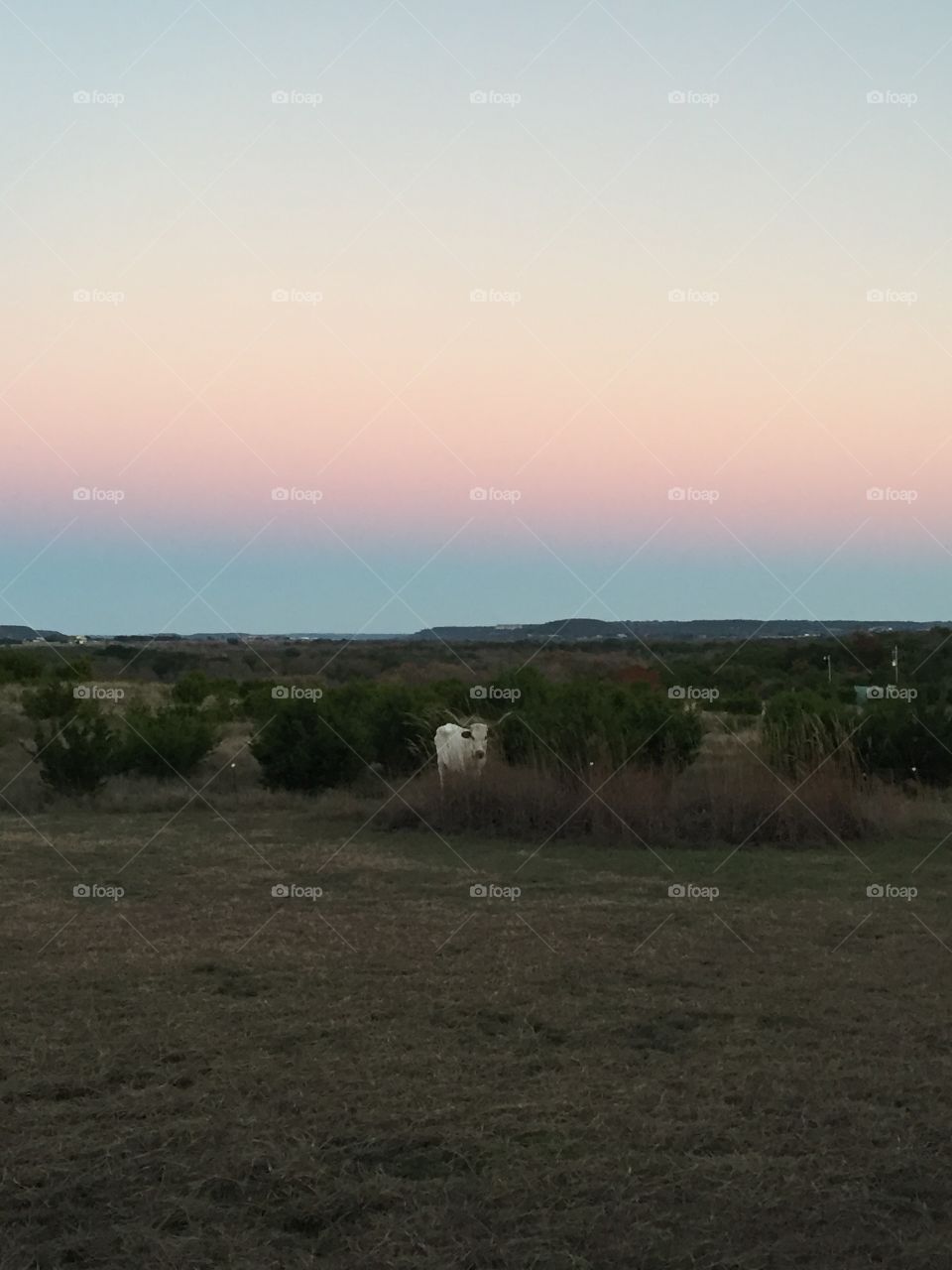 Cow sunset. Texas longhorn Texas sunset  