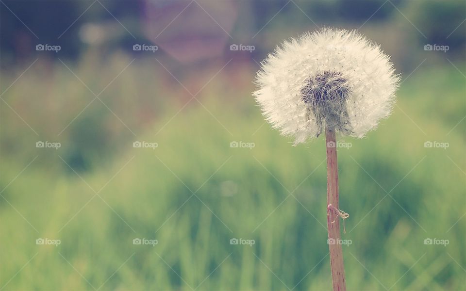 a lone but i'm the best 