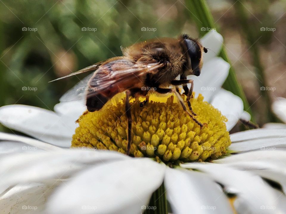Honey bee collecting pollen