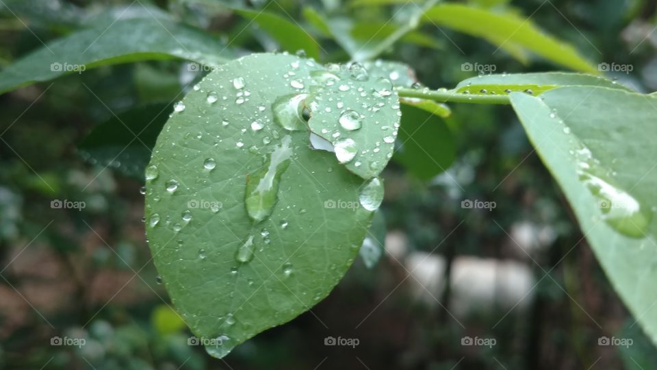 Leaf, Rain, Nature, Flora, Drop