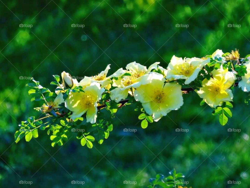 Yellow roses