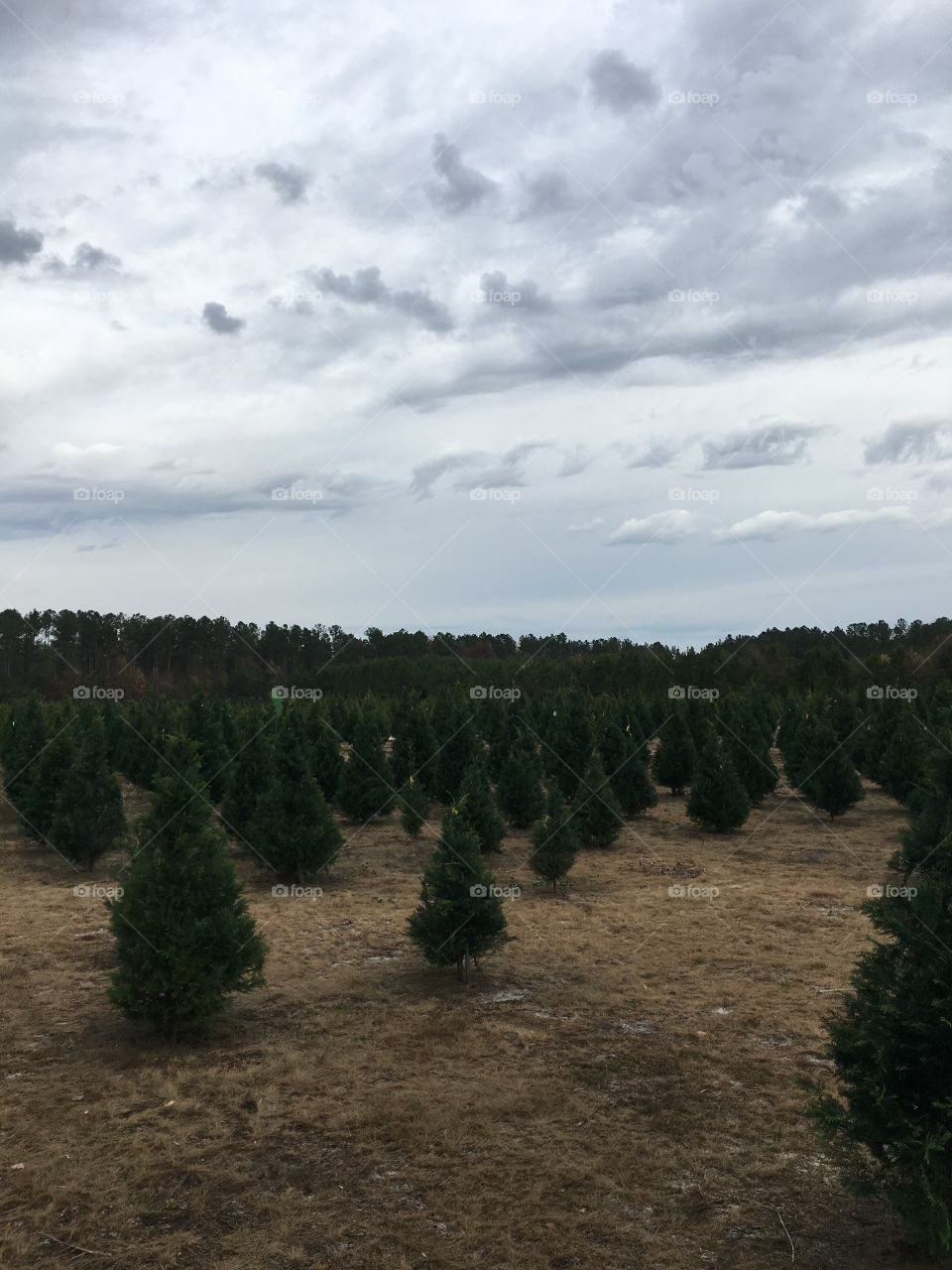 Christmas tree farm! Happy hunting!