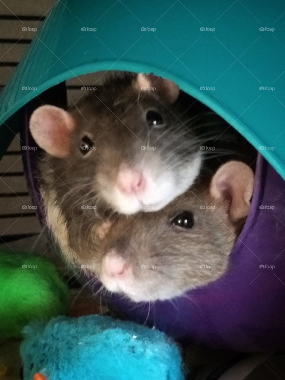 Ellie and Mattie snuggled up together in their space pod.  My cute pet rats.