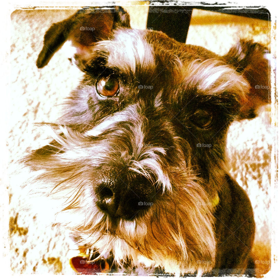 Dog, Pet, Animal, Mammal, Canine