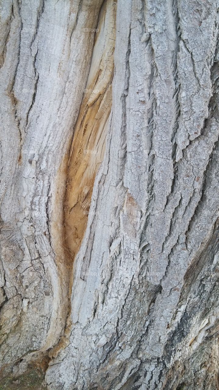 Enjoying nature in the bark of a tree