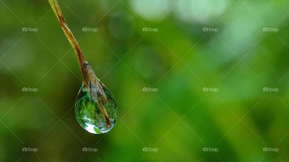 Water reflecting the greenery around