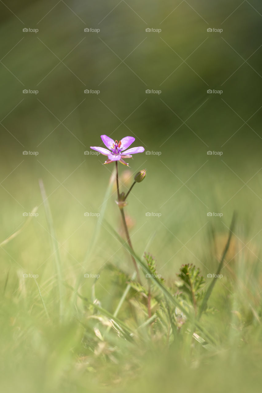 A vibrant portrait of a small redstem filaree or stork's bill during springtime outside in a grass lawn.
