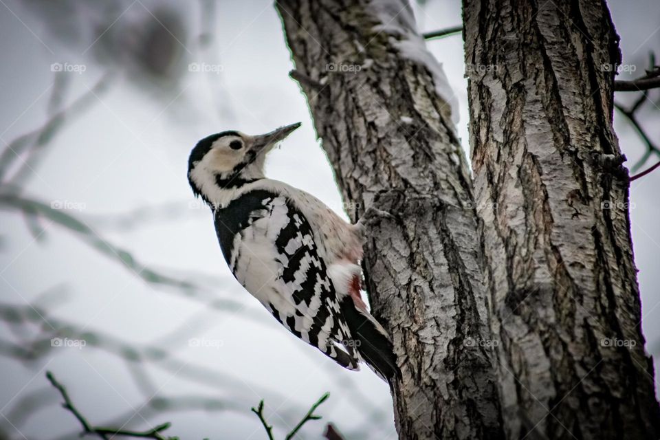 Woodpecker