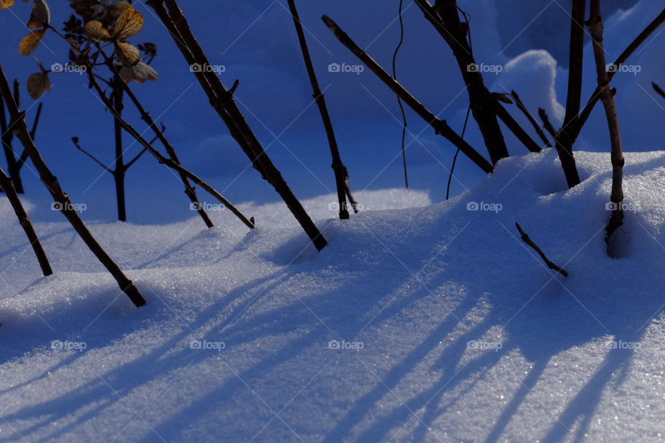 Winter time and your looking at The plants covered with snow. 