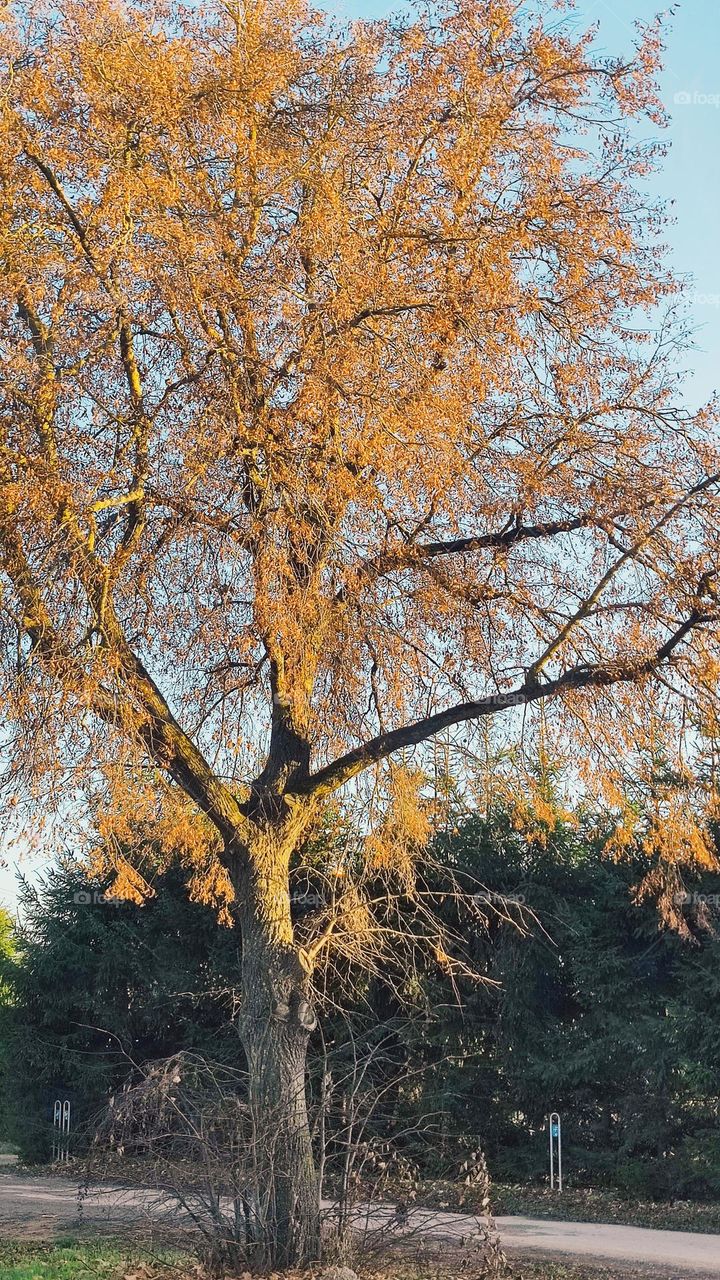 Autumns tree