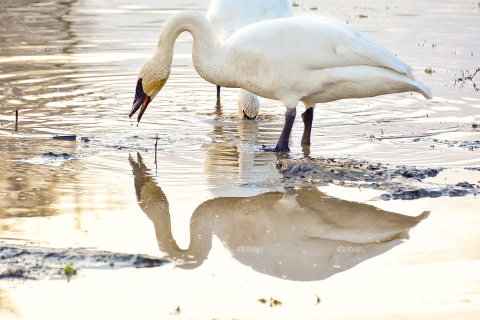 Trumpeter swan admiring their own reflection