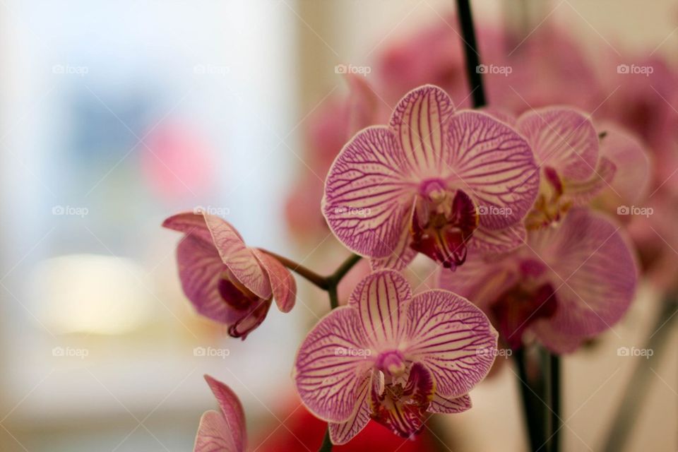 Orchids