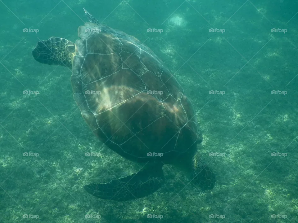 Sea turtle