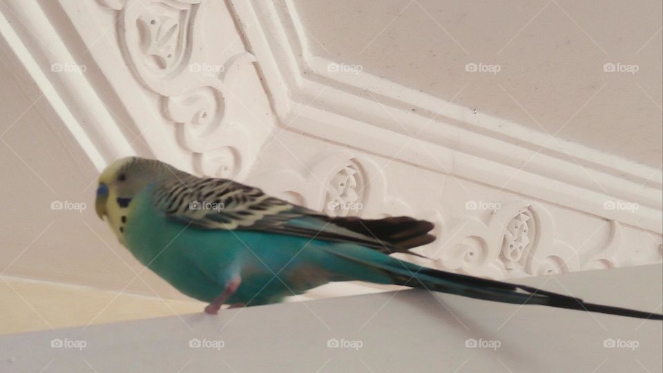 my parrot bird on floor.