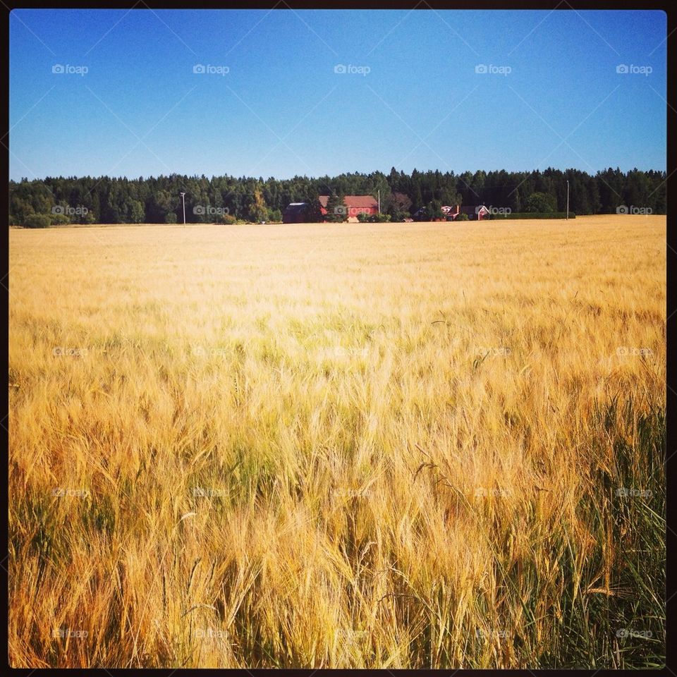 A golden field