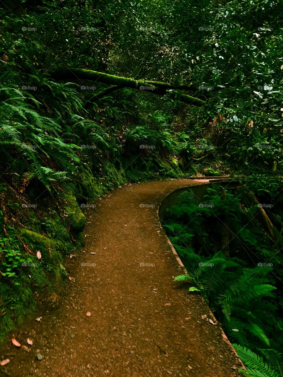 Hiking the beautiful trails of Muir Woods