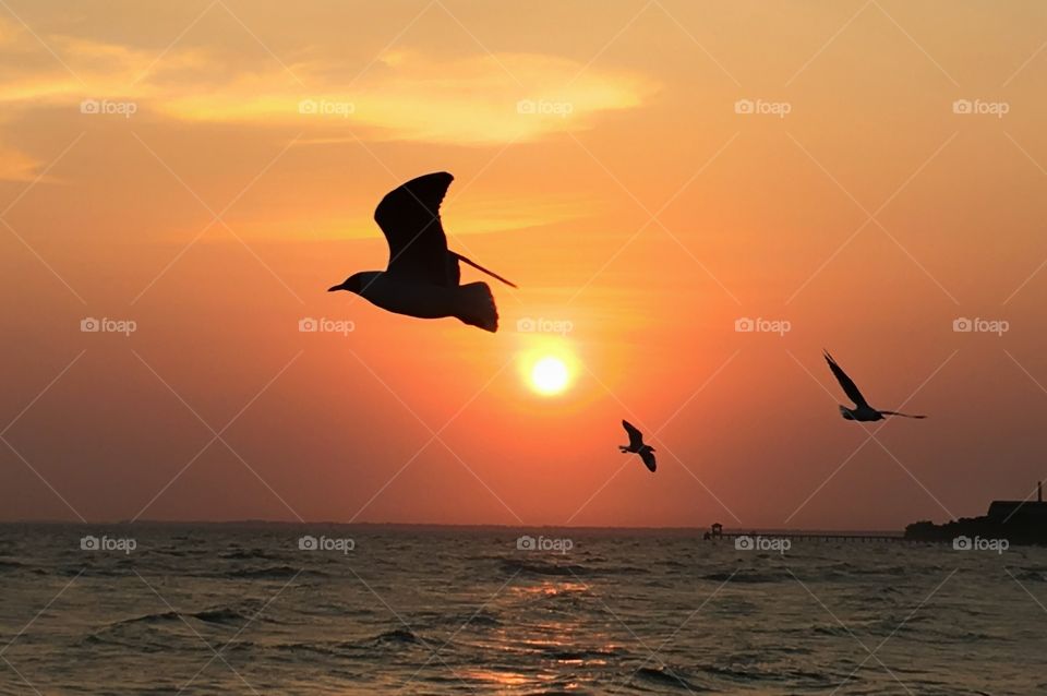 Silhouette of birds flying