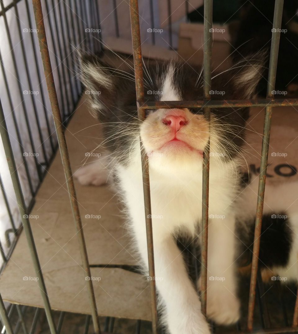 kitten in cage