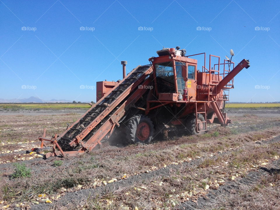 Harvesting cucumber seeds