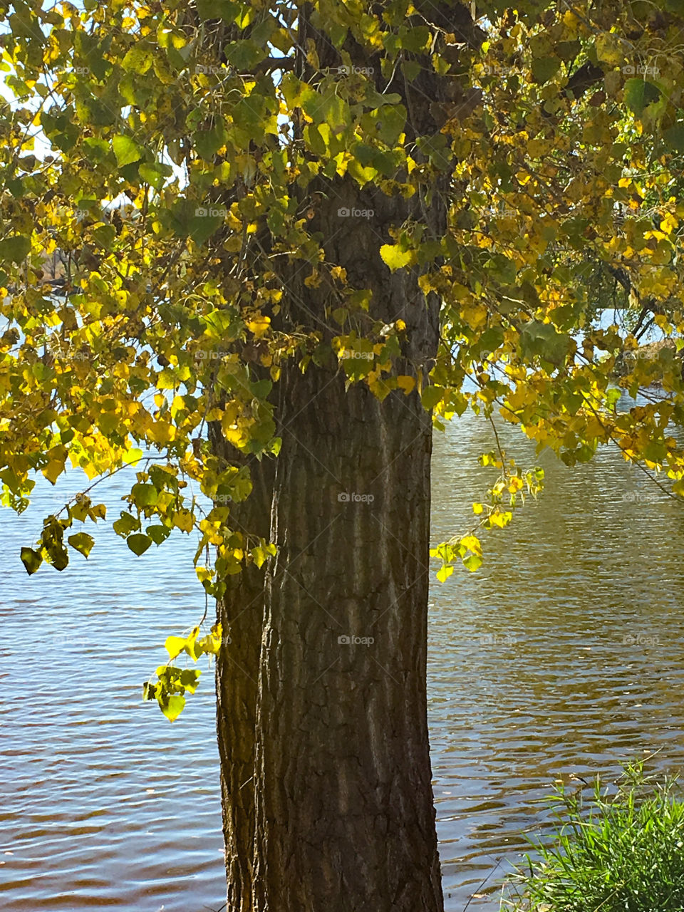 Fall Tree and Lake