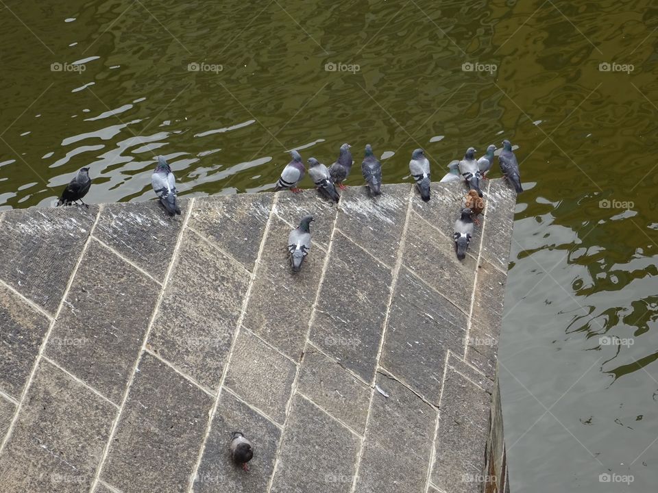 Pigeons 