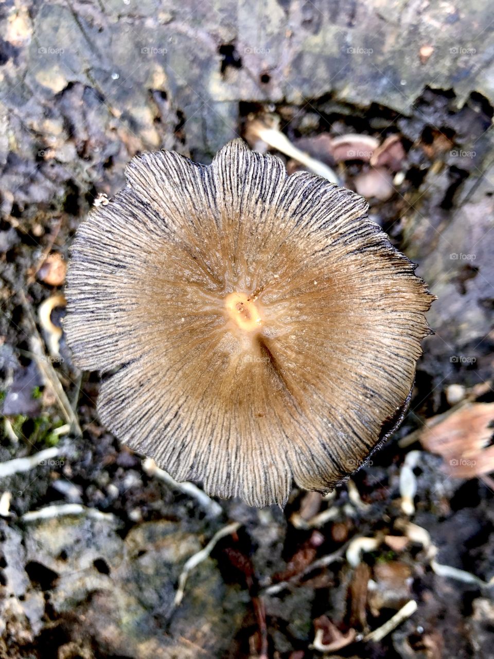 Mushroom on a trees stump 