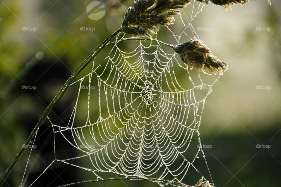 Spider web 