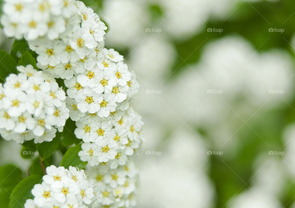 flower spiraea