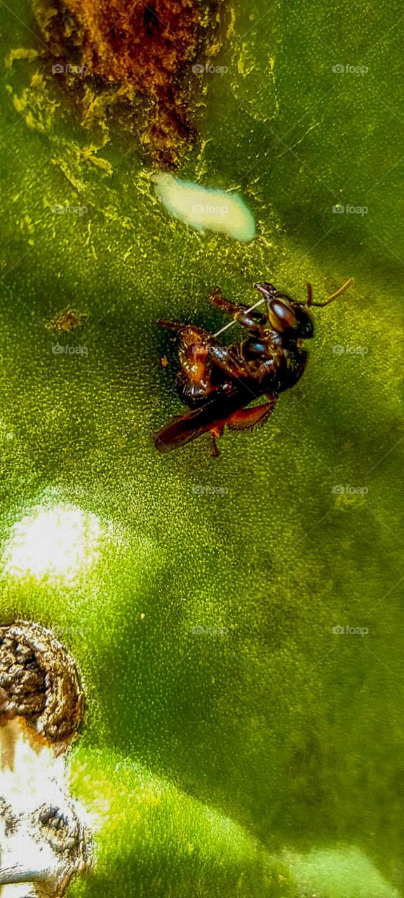 Manduri bee feeding on Cactus latex.
Abelha Manduri se alimentando do látex do Cactus.