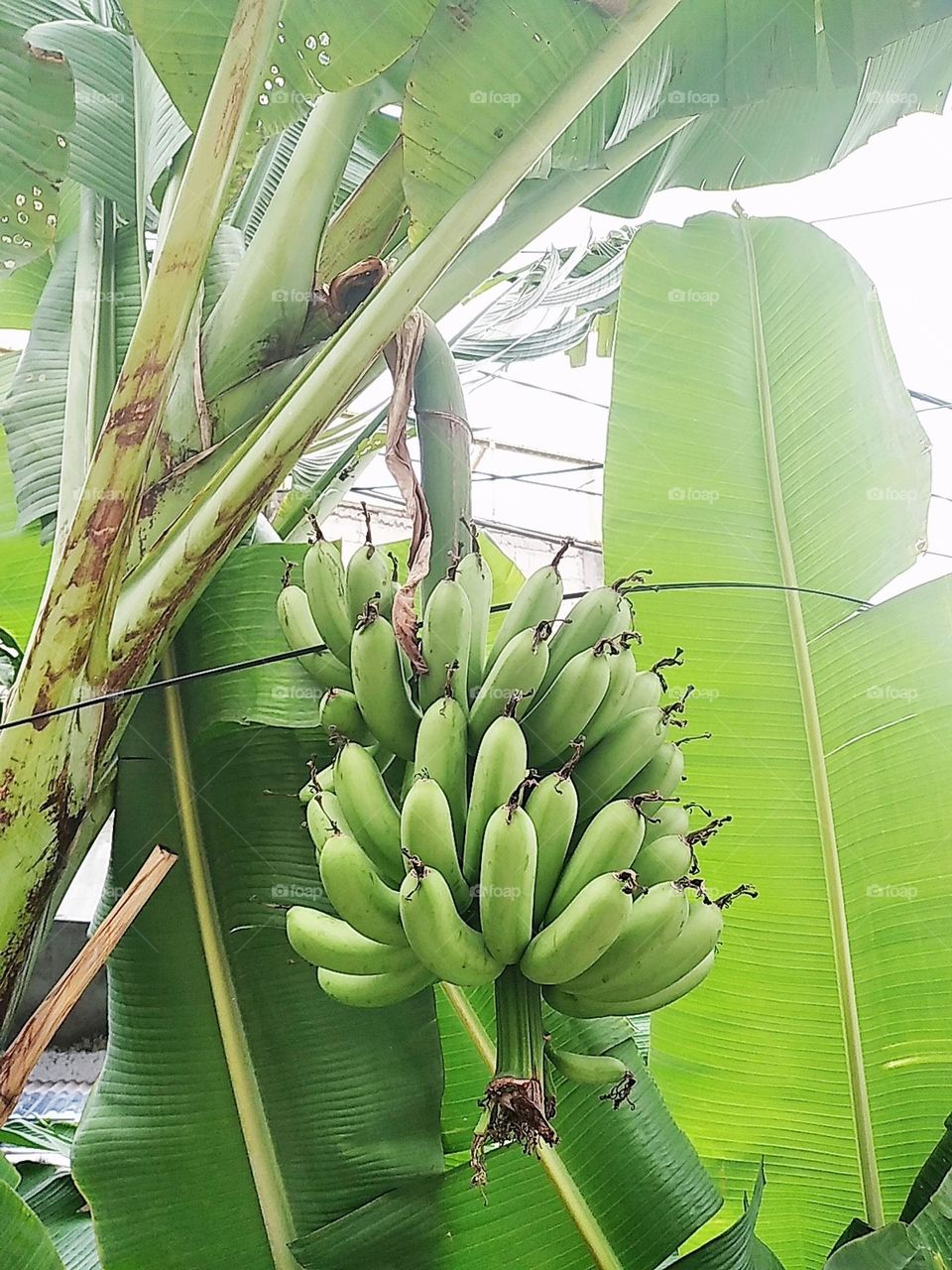 Banana tree