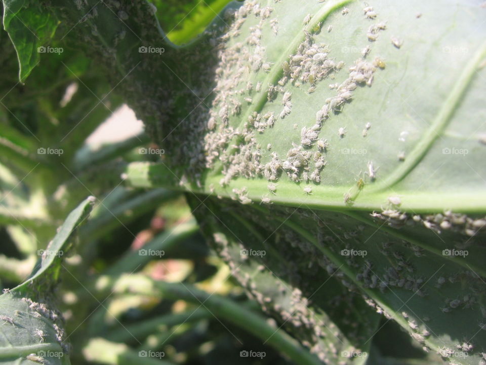 Aphid Invasion