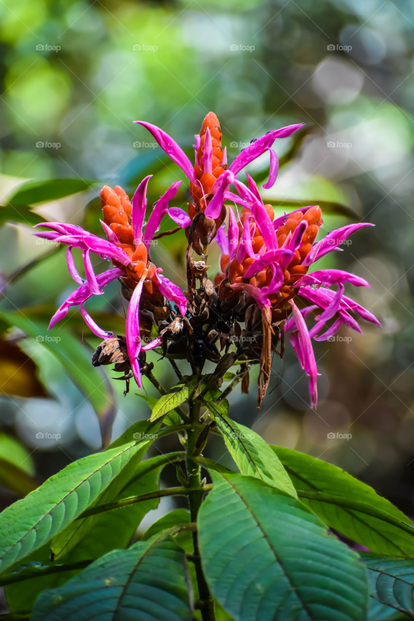 The most unusual blooms - an explosion of orange and pink