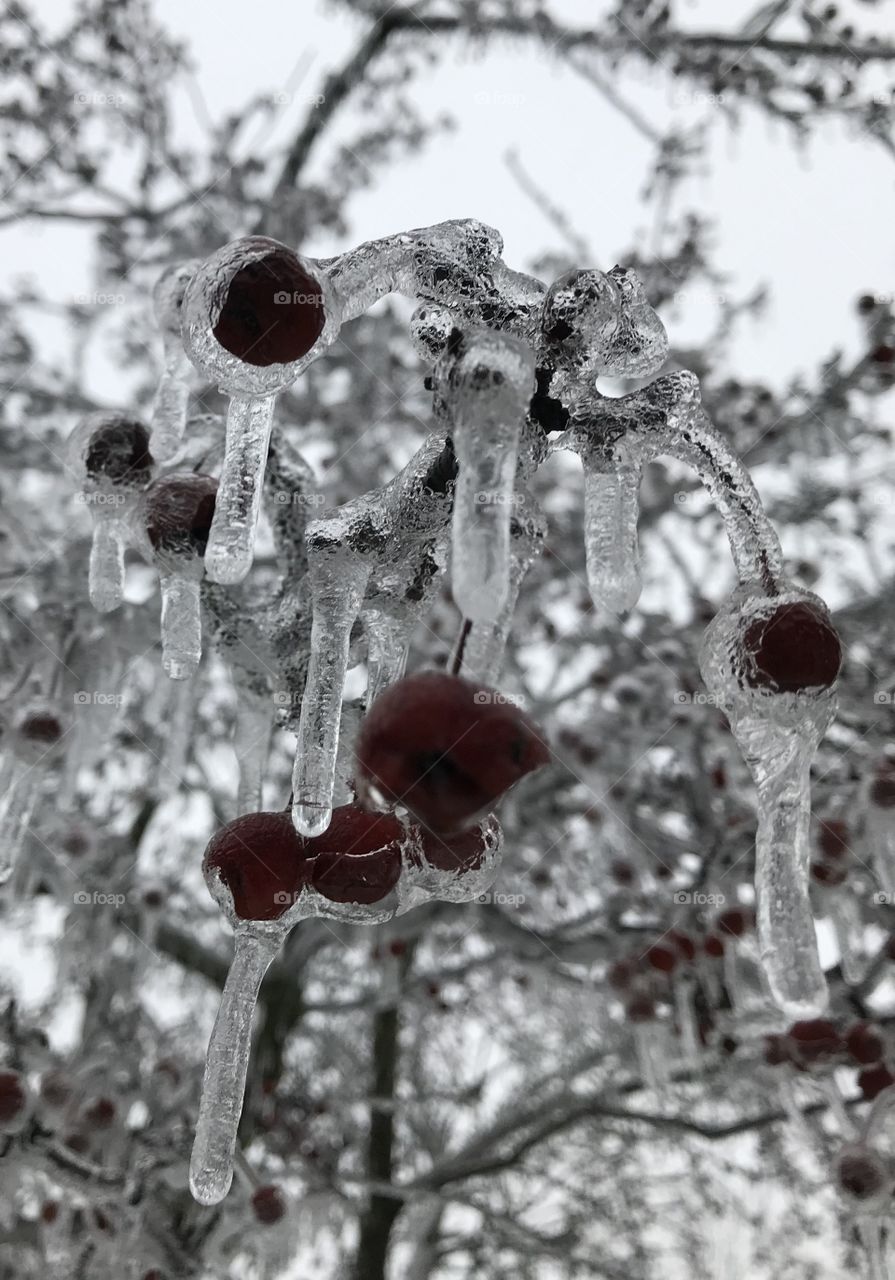 Iced Berries, ice storm, winter, cold, nature, February, Michigan.