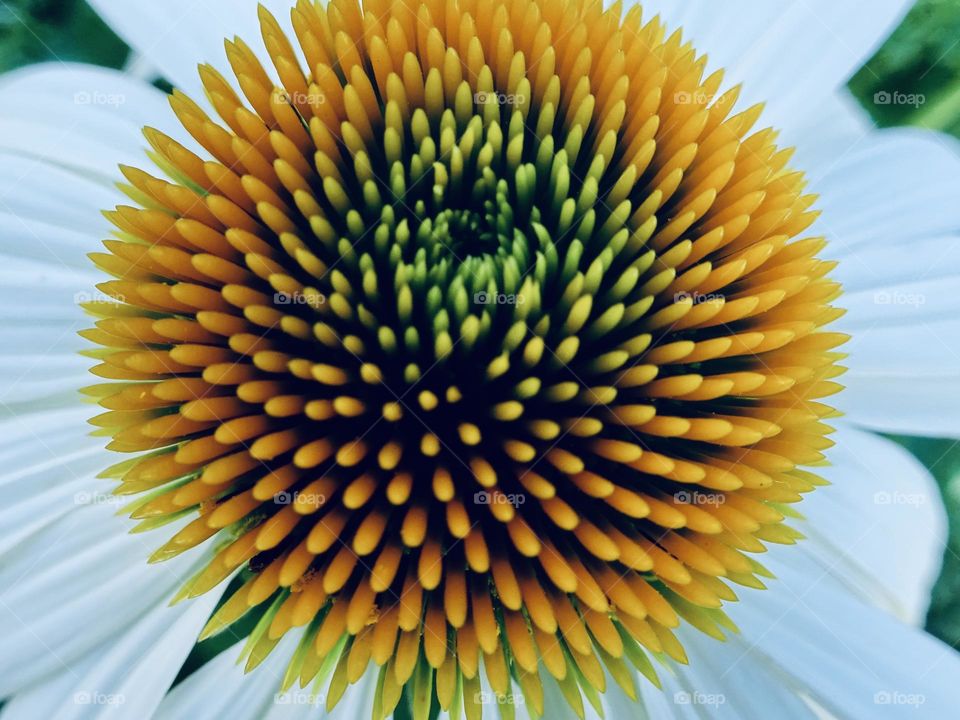 Beautiful coneflower