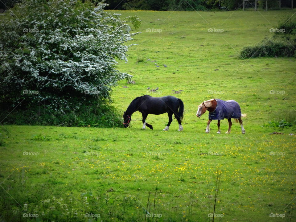 horses. horses 